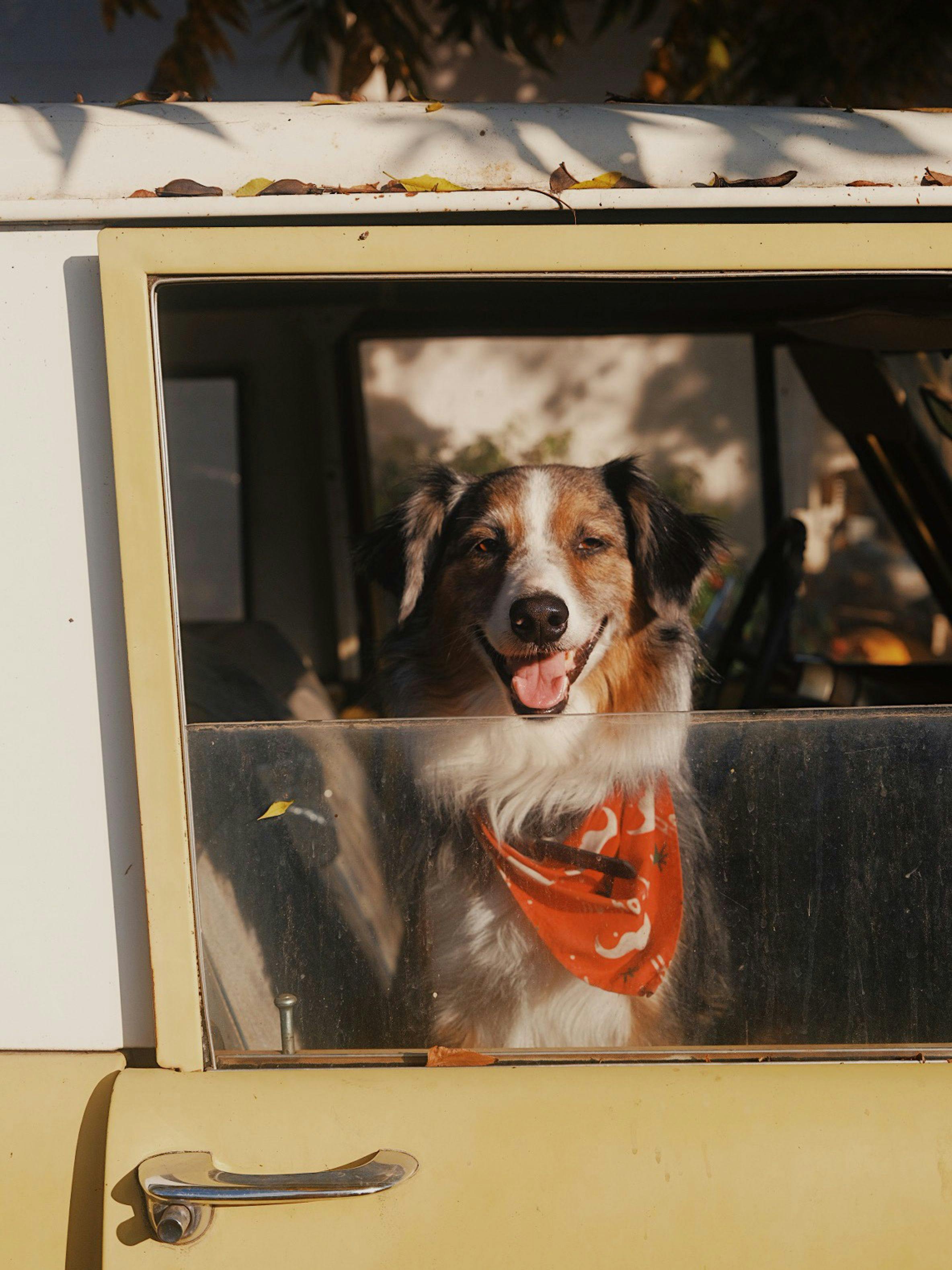 River dog in the yellow bronco shot by Natalie Carrasco.