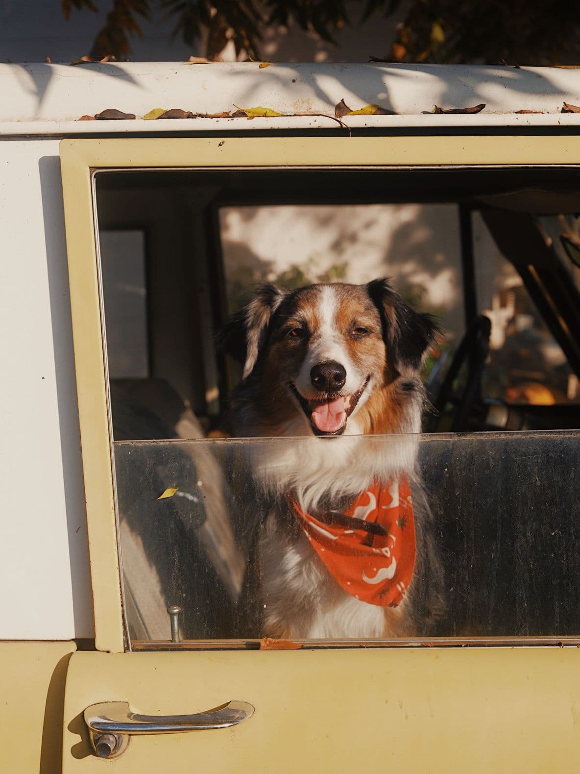 River dog in the yellow bronco shot by Natalie Carrasco.