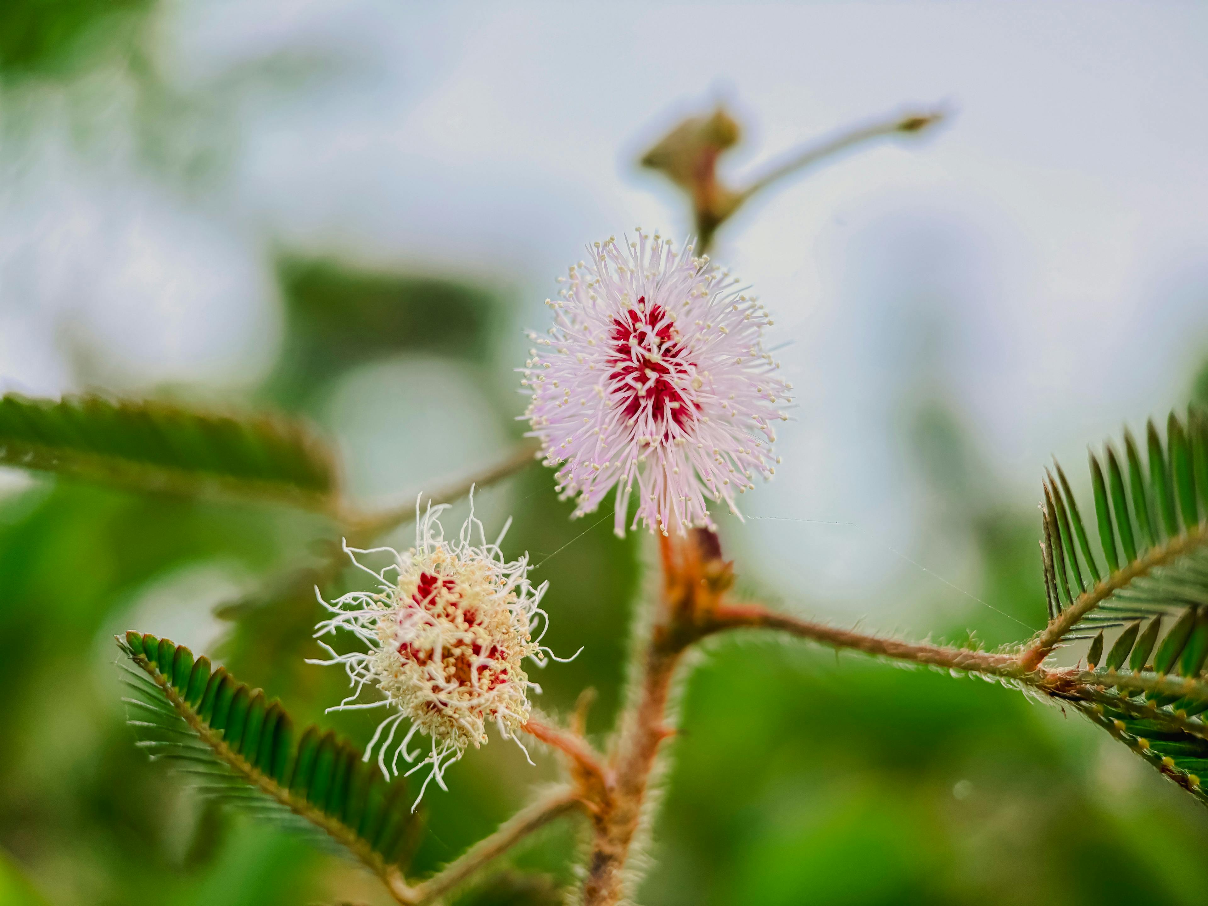 Shot on Macro 75mm by @beacasso